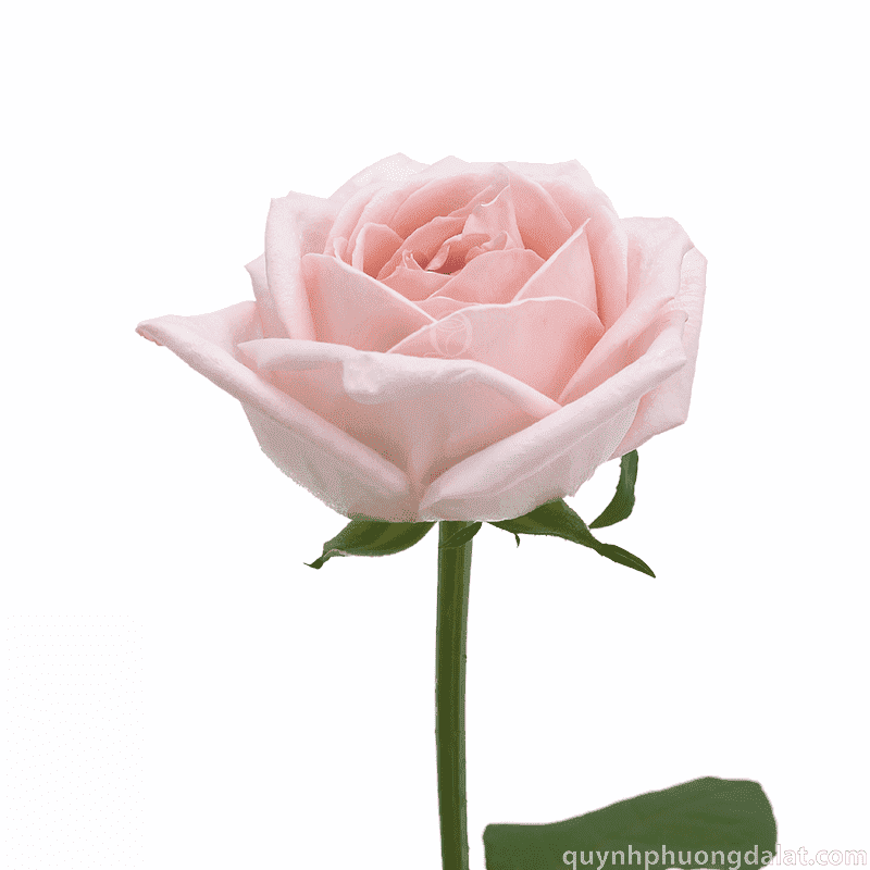 Flower Image