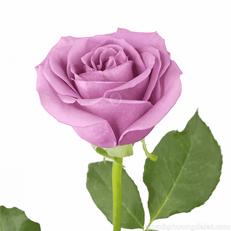 Flower Image