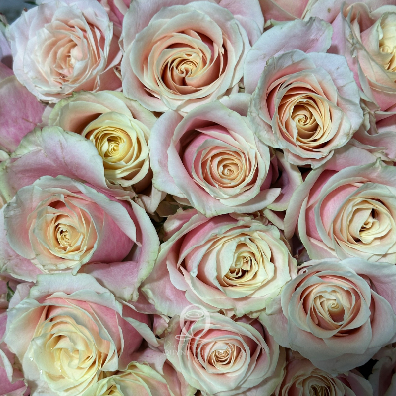 Flower Image