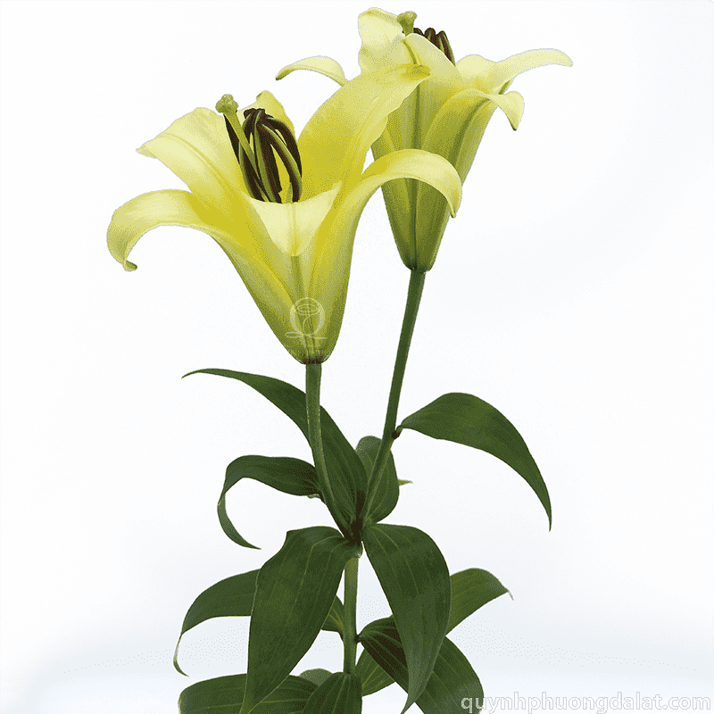 Flower Image