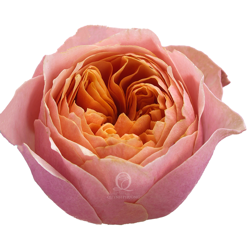 Flower Image