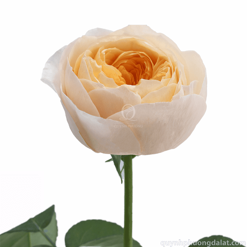 Flower Image