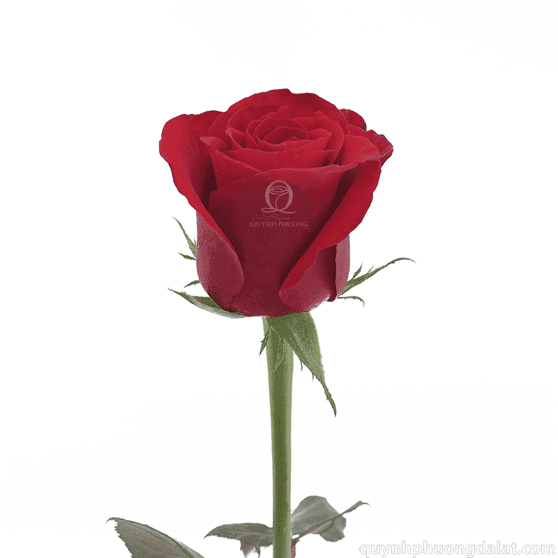 Flower Image