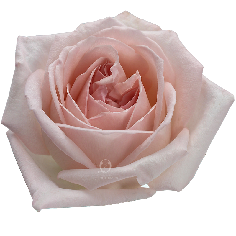 Flower Image