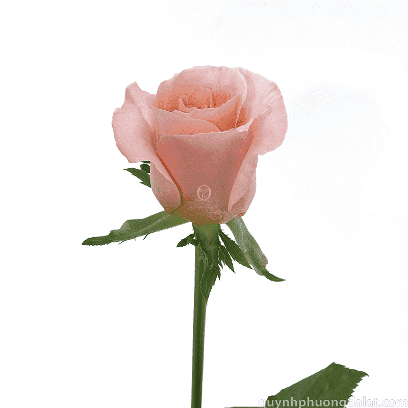 Flower Image