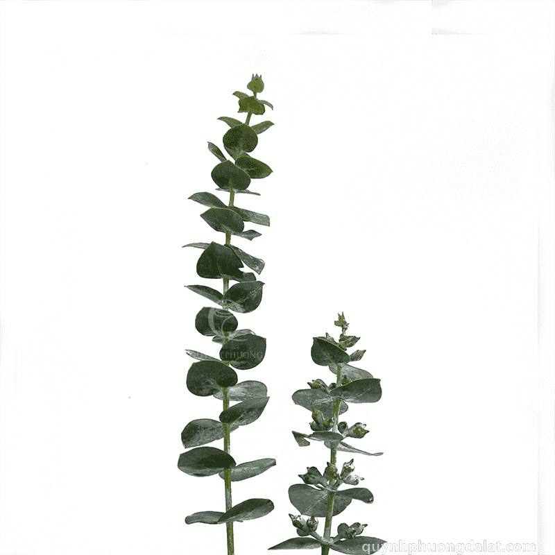 Flower Image
