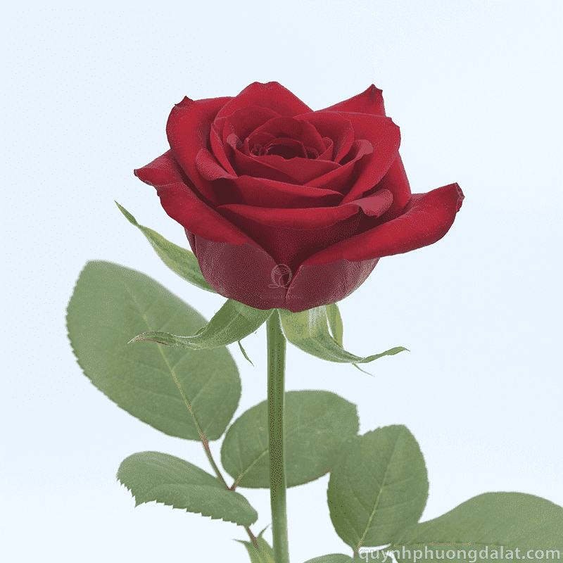 Flower Image