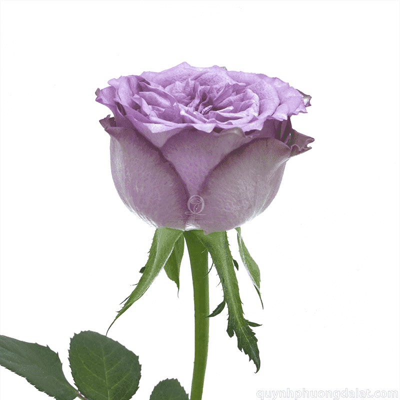 Flower Image