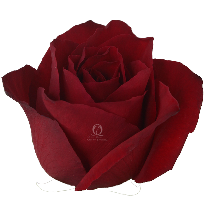 Flower Image