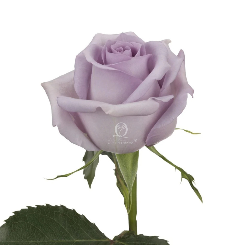 Flower Image