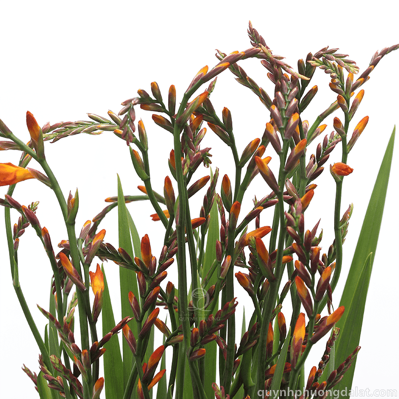 Flower Image