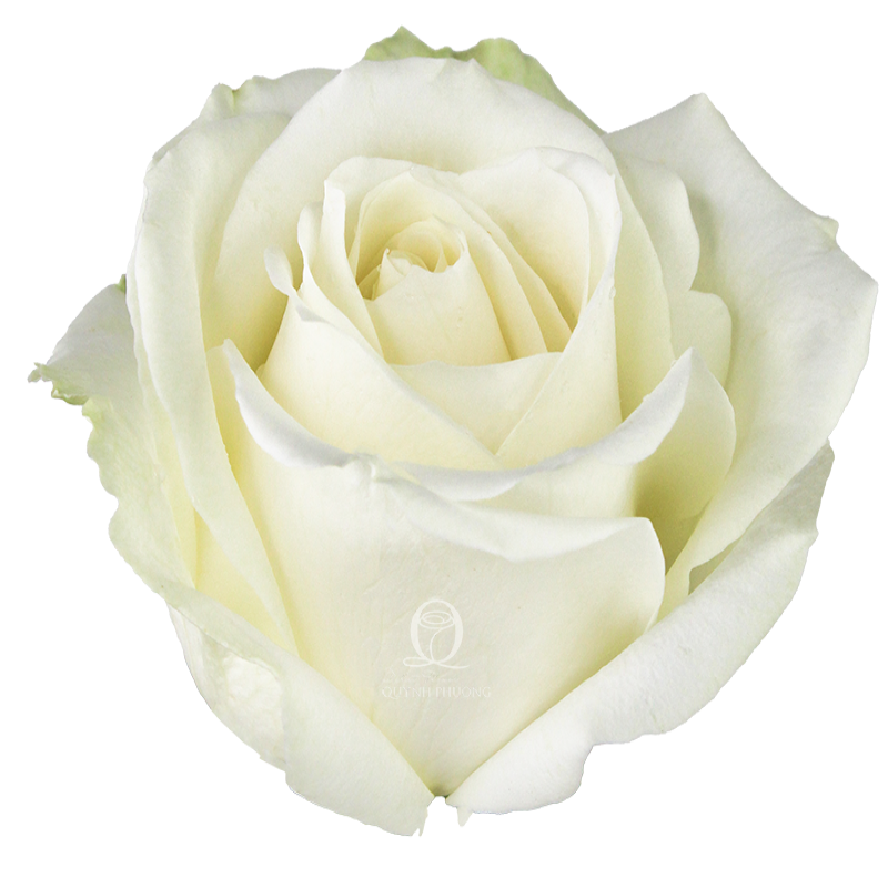 Flower Image