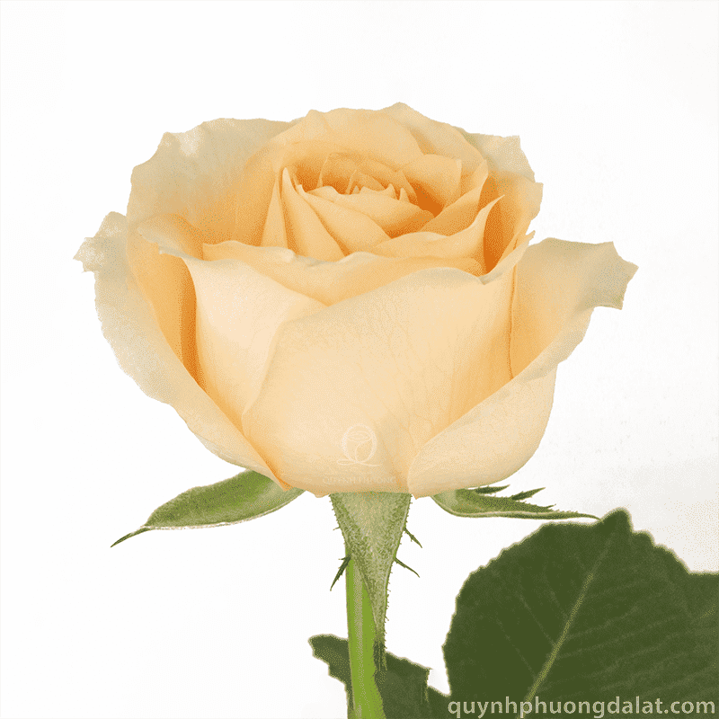 Flower Image
