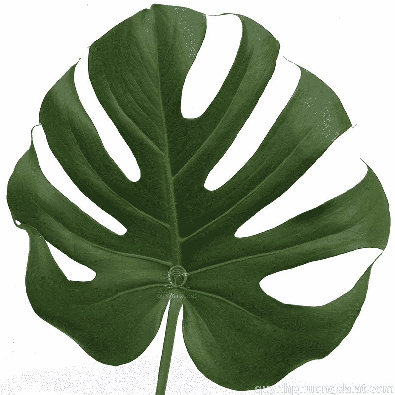 Flower Image