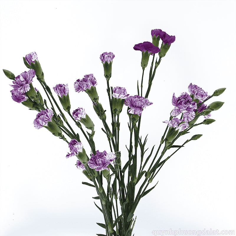 Flower Image