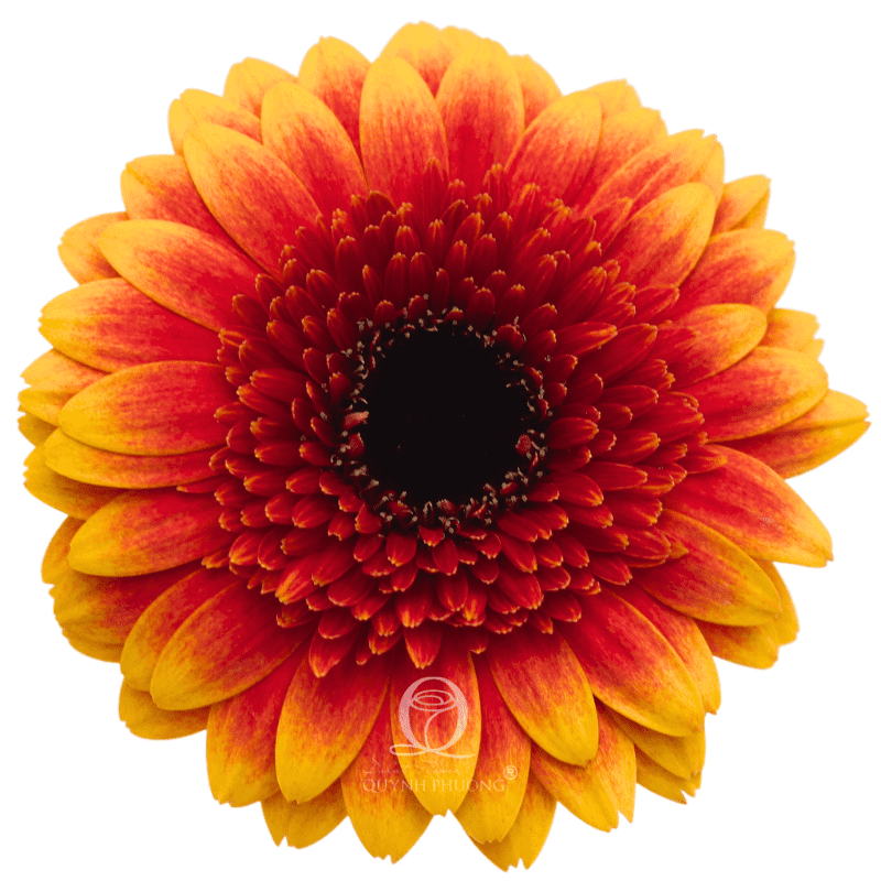 Flower Image