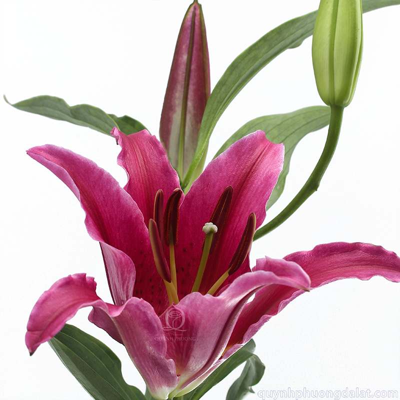 Flower Image