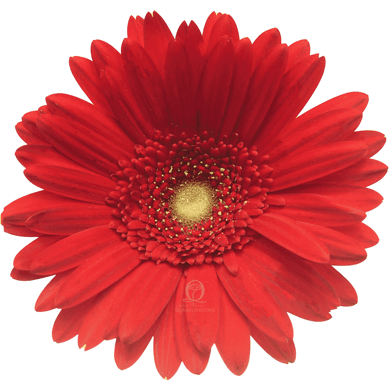 Flower Image