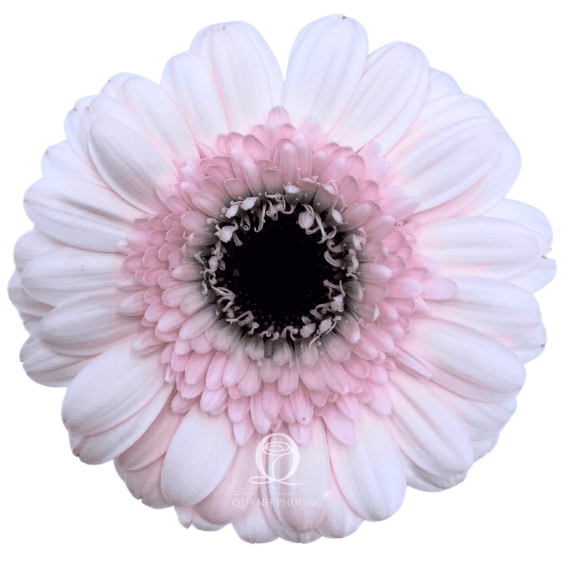 Flower Image