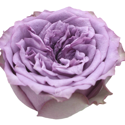 Flower Image