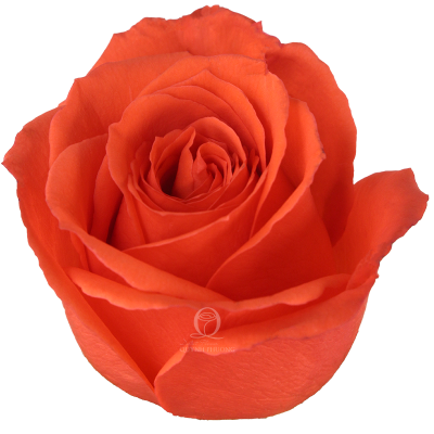 Flower Image