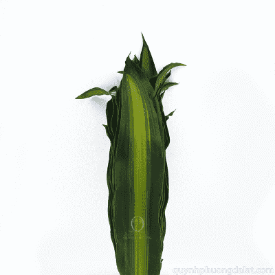 Flower Image