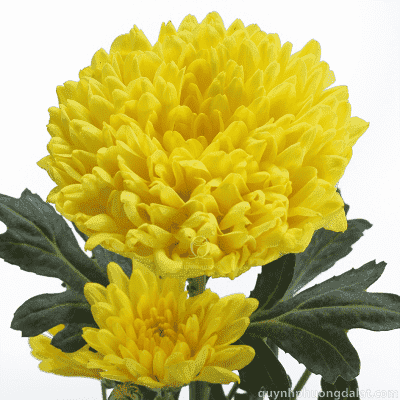 Flower Image