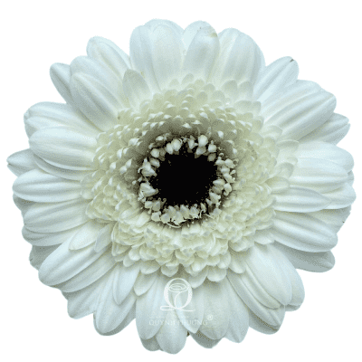 Flower Image