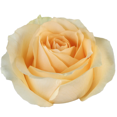 Flower Image