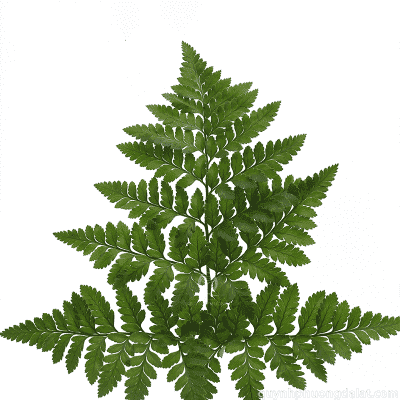 Leather Leaf