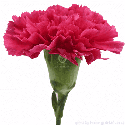 Flower Image