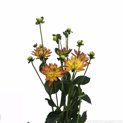 Dahlia