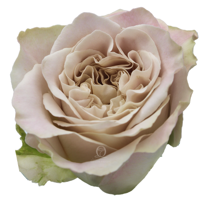 Flower Image