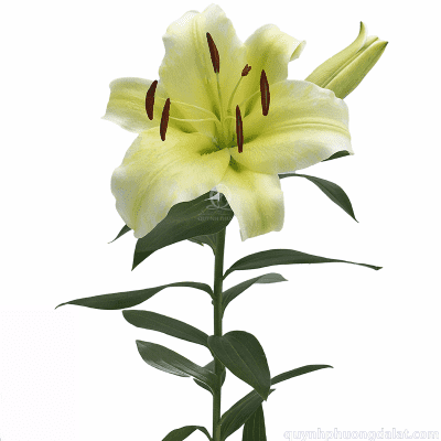 Manissa Lily