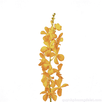 Orchid Mokara