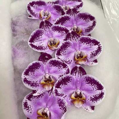 Flower Image