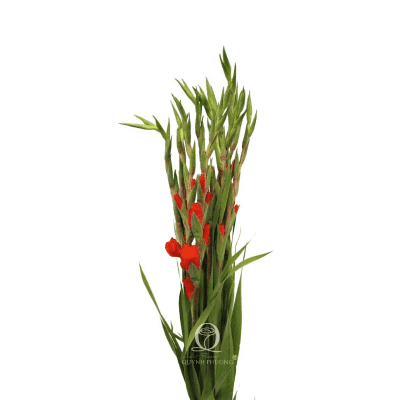 Gladiolus Red