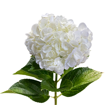 White Hydrangea