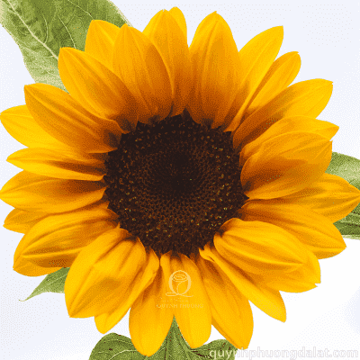 Flower Image