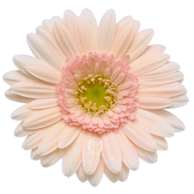 New Mini Gerbera