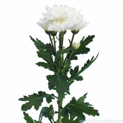 Spray Chrys. White