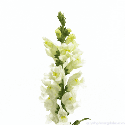 Flower Image