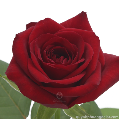 Flower Image