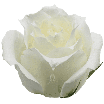 Flower Image