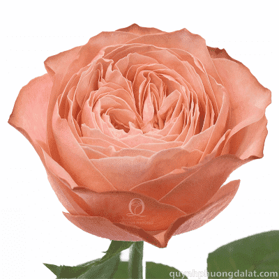 Flower Image