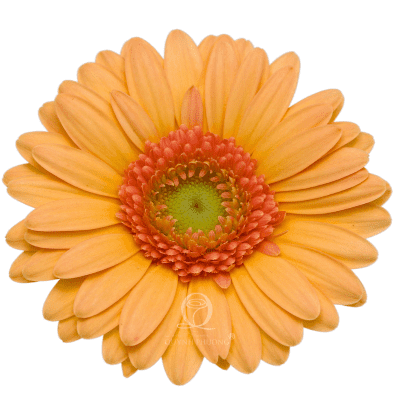 Flower Image