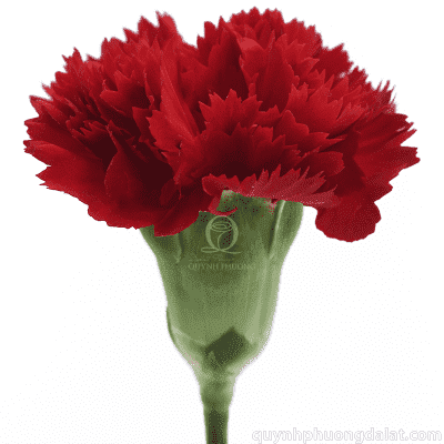 Flower Image
