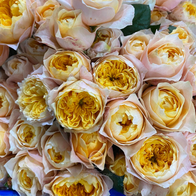 Flower Image
