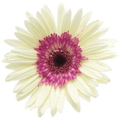 Flower Image