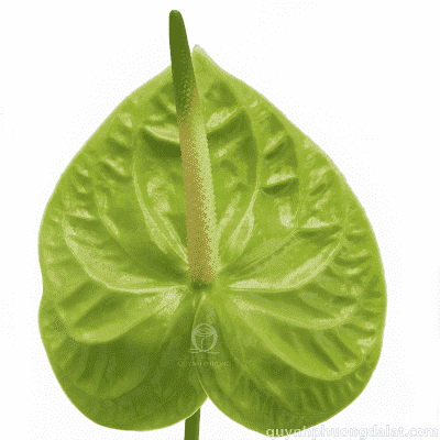 Flower Image
